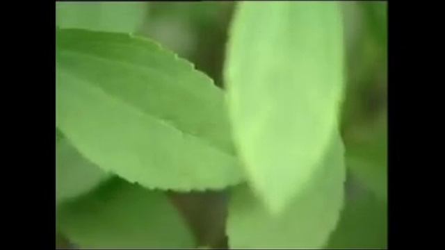 Rcc stevia смотреть онлайн