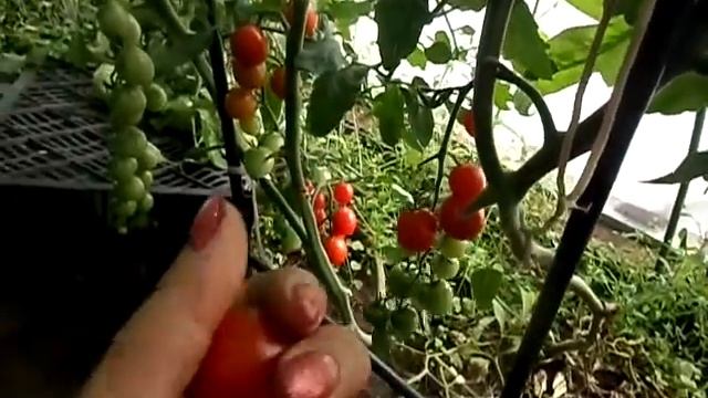 Сорта томатов чёрный трюфель и фаворита. смотреть онлайн