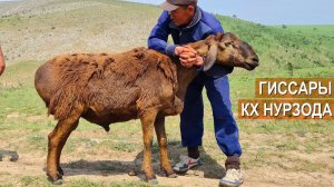 2500 овец Гиссарской породы. Гиссарские бараны. Кочкары. КХ Нурзада. Казахстан