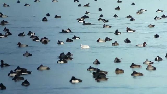 nearly all white Euriasian Coot смотреть онлайн