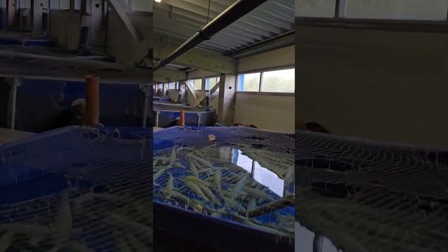 Разведение альбиносов стерляди на осетровой ферме в Прибалтике. смотреть онлайн