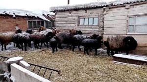 Эдильбаевские овцы 13.02.2022г.