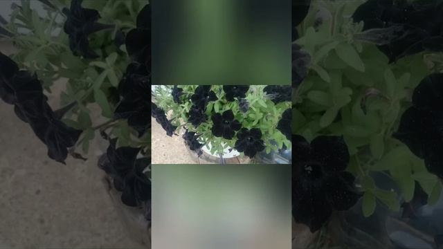 чёрная петуния (новинка 2022) смотреть онлайн