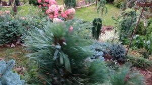 КЕДРОВЫЕ СТЛАНИКИ-собираем орешки...знакомимся с сортами