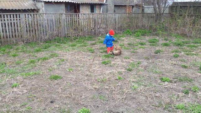 Посадка тиса ягідного смотреть онлайн