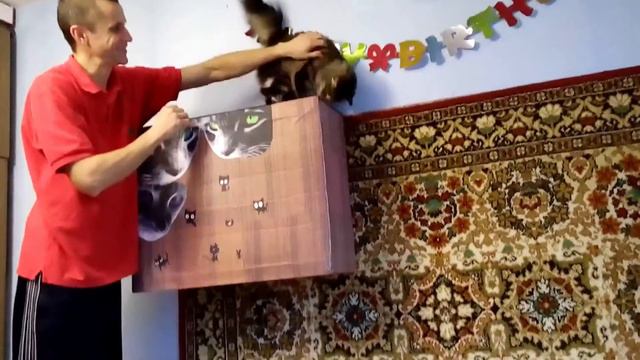 Дрессировка кошки. Отрабатываем прыжок вверх. смотреть онлайн