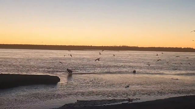 Река Вилюй. Закат. Самое восхитиельное что либо когда видела и слышала. Юна🐕❣. Самое красивое видео смотреть онлайн