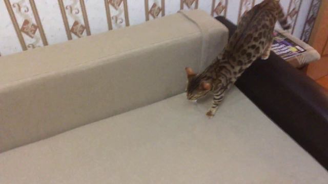 Бенгальская кошка Шакира выполняет команду "Апорт". Bengal cat Shakira performs а "Retrieve / Fetch смотреть онлайн