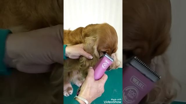 Grooming the head of an English Cocker Spaniel Cockerspanielin trimmaus смотреть онлайн
