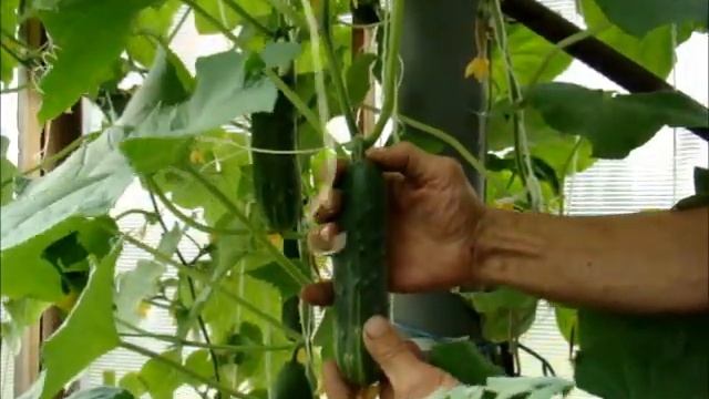 Как срывать огурец смотреть онлайн