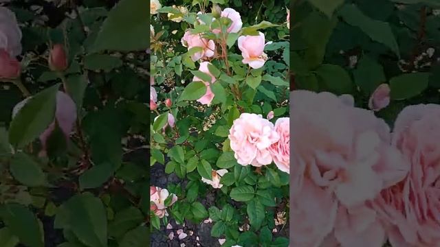 Розы в моем саду.Поль Бокюз, Францыз Блейз,... смотреть онлайн