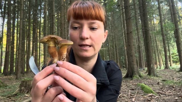 Гриби Моховики і Польські. Початок сезону смотреть онлайн