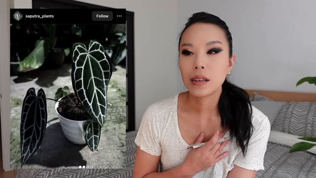 12 Anthuriums To Add To Your Wishlist (indo Edition!) ✍🏻