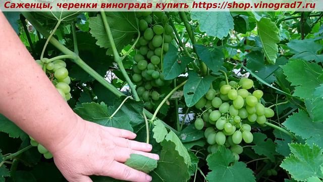 Парад окрашивания ультраранних сортов и ГФ винограда 9 июля- МОНБЛАН смотреть онлайн