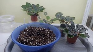 Как перевести фиалки на фитильный полив?