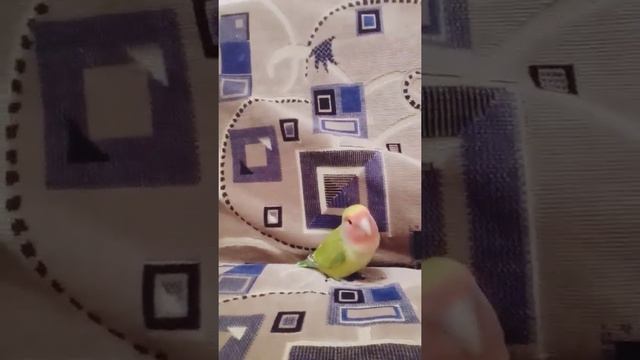 Она хочет погрызть телефон.#Глаш#неразлучник #попугай смотреть онлайн