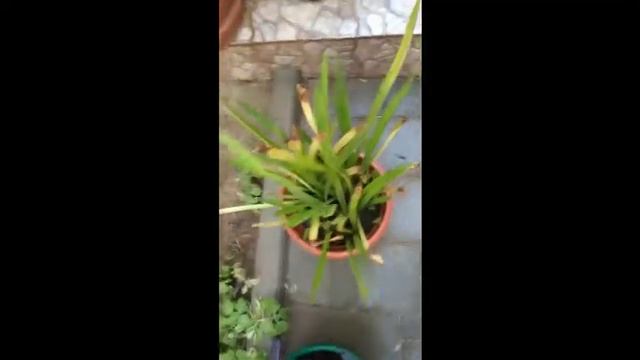 backyard garden sa bahrain смотреть онлайн