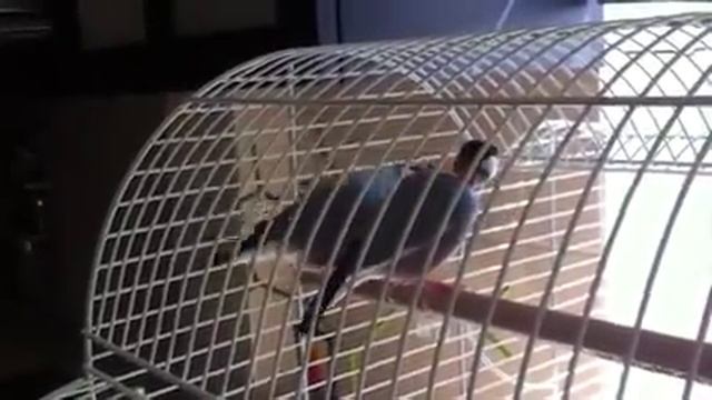 ржака :) брачный танец амадинов смотреть онлайн