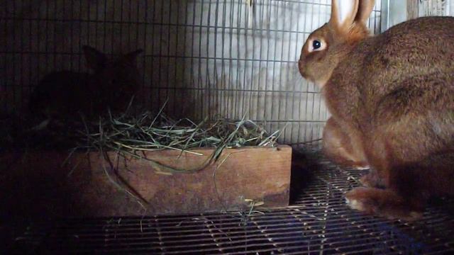 Кролики породы Новозеландский красный смотреть онлайн