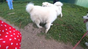 Самоед, как проходят наши дни