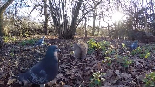Гайд-парк Лондон Англия ⁄ Hyde Park London England смотреть онлайн