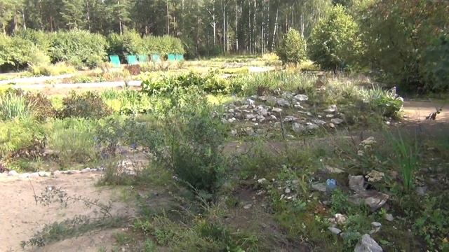 Академгородок Ботанический сад (21.08.13) смотреть онлайн