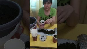 Пикировка томатов из улитки в стаканы