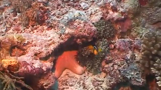 Дмитрий TV. Видео "Подводный мир Индийского океана". 3 Часть. смотреть онлайн