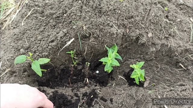 Монарда. Высадка в открытый грунт саженцев, полученных путем деления куста смотреть онлайн