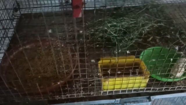 Aaj Java Finch ko nesting material provide Kara смотреть онлайн