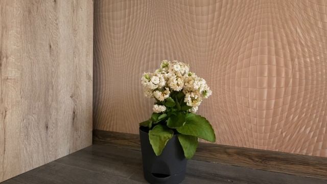 Статичная съемка на DJI Action 2 Угол обзора стандарт смотреть онлайн