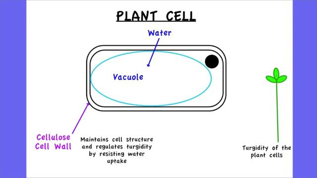 2.3.6 Outline two roles of extracellular components смотреть онлайн