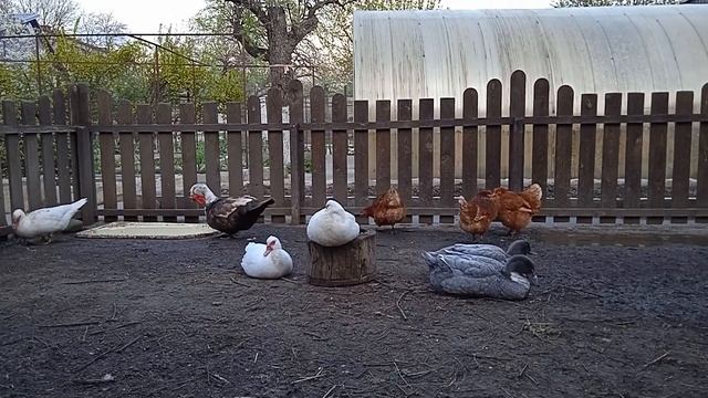 Какой оплод у яиц. Овоскопирование яиц. Отвечаю на вопросы. Мускусные утки