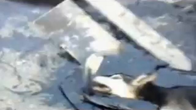 Жесть пес увяз в гудроне смотреть онлайн