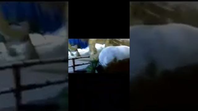 Мамонты. Музей в Москве... смотреть онлайн