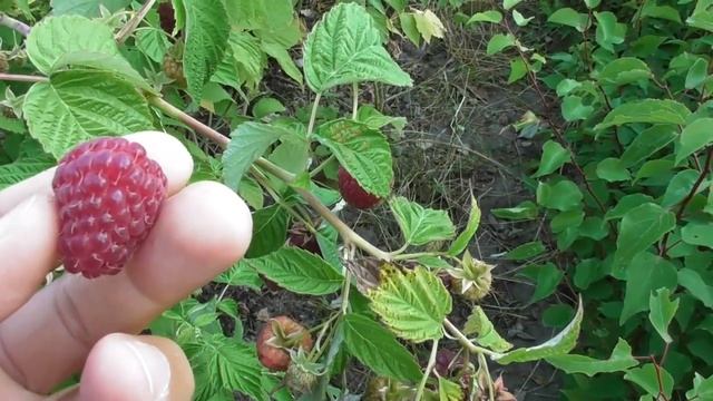 Малина Джоан Джей (Joan J) - перші плоди трьохрічного куща смотреть онлайн
