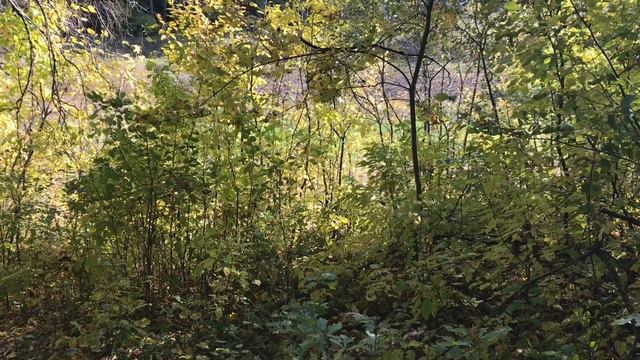 ЗАЧЕМ ТАК МНОГО НЕ ЗНАЮ / НЕПРАВИЛЬНАЯ ОГОРОДНИЦА / смотреть онлайн