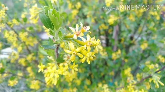 АСМР ASMR ВЕСНА! ЗВУКИ ПРИРОДЫ / Elena Pero_va Life