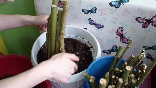 Формирование бонсай Иверна | Часть 1: Тело смотреть онлайн