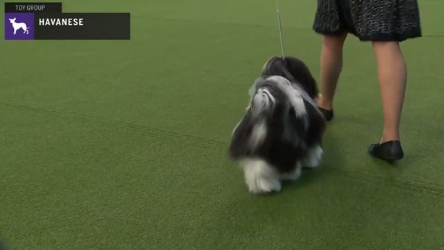 Havanese | Breed Judging 2020 смотреть онлайн