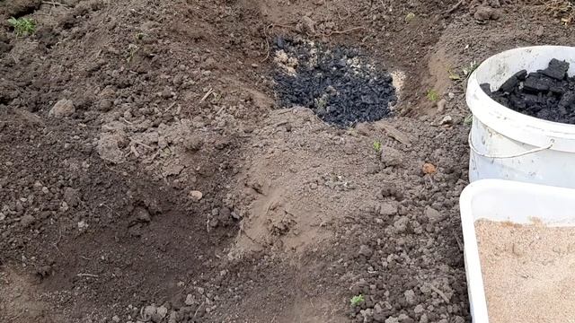 Посадка ремонтантной малины. смотреть онлайн