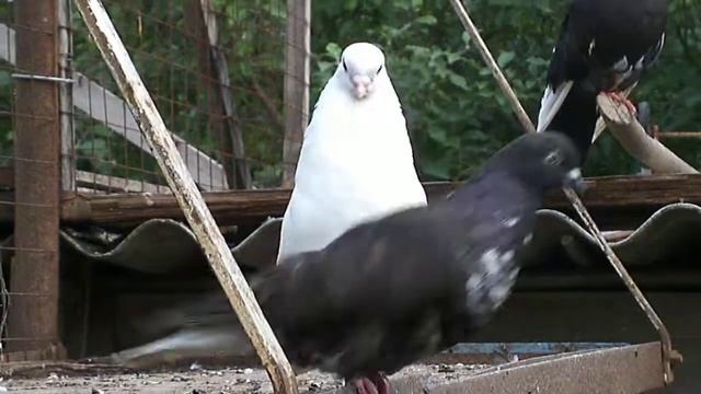 Породы домашних голубей и жизнь голубей смотреть онлайн
