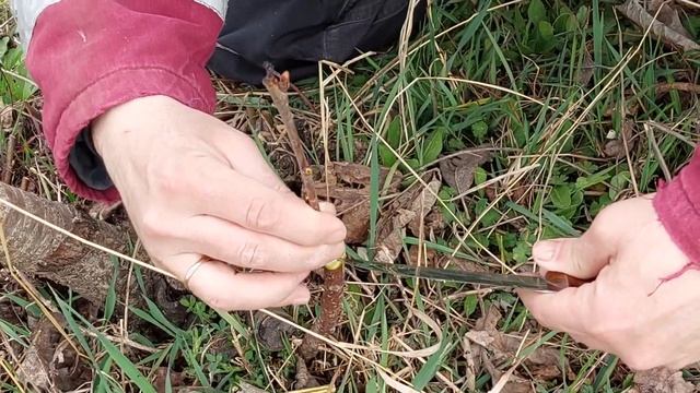 Прививка деревьев весной. Прививка вишни в расщеп на поросль смотреть онлайн