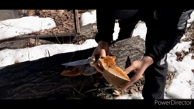 поездка за берёзовый соком. природа.красивые места нашего леса! смотреть онлайн