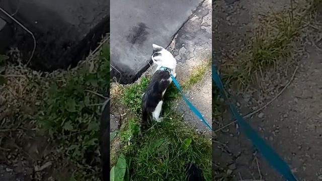 кошка снова на улице смотреть онлайн
