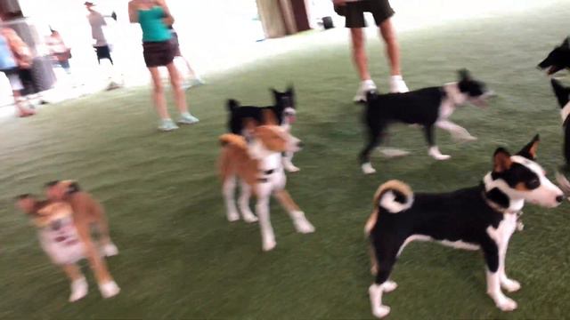 Basenji Meet Up at Pompano Pet Lodge | July 20, 2019 | South Florida Basenji Meetup смотреть онлайн