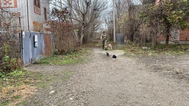 Дрессировка Стаффа с Котами смотреть онлайн