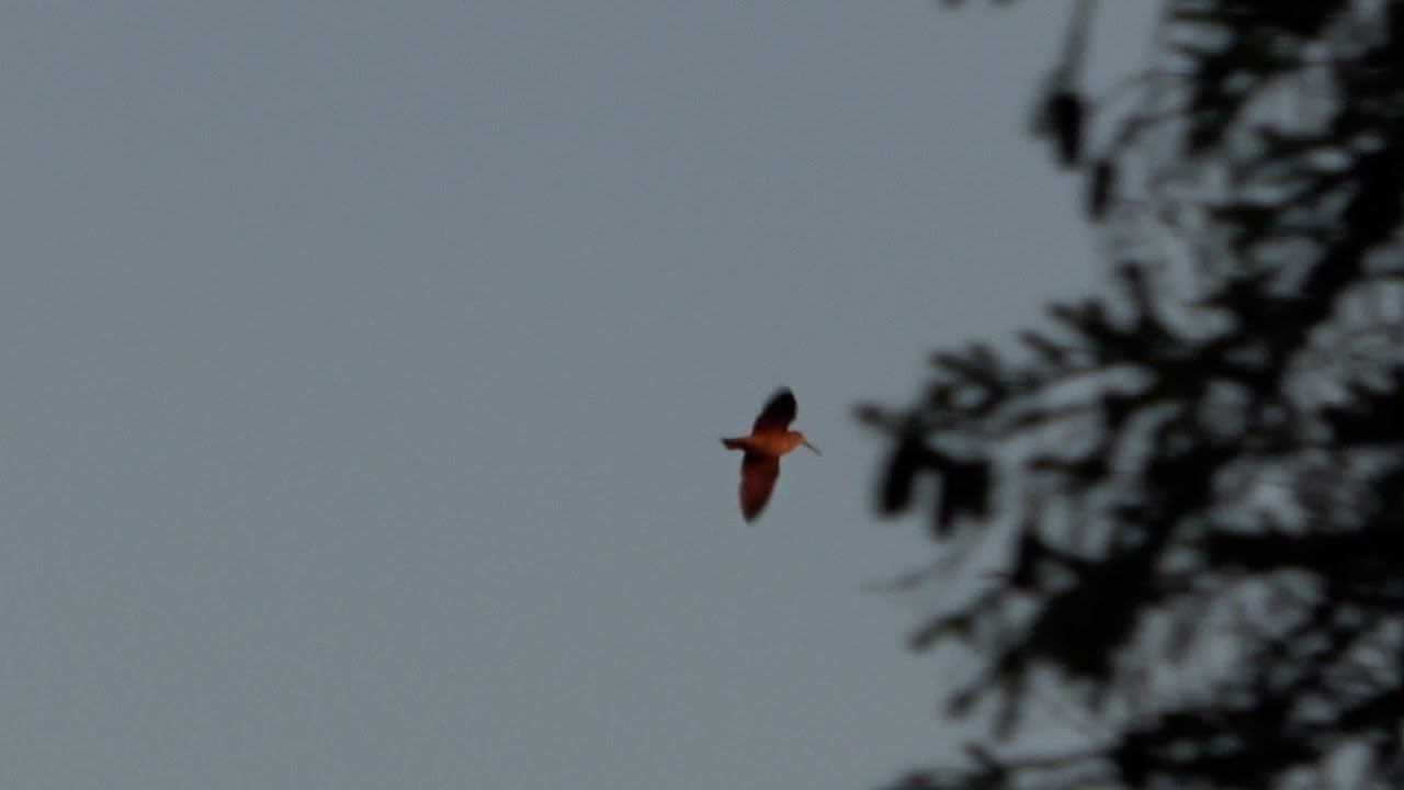 Вальдшнеп \ Scolopax rusticola / woodcock смотреть онлайн