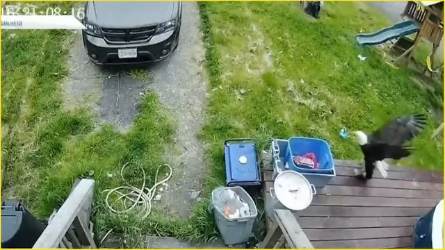 10 Sad Moments When Eagles Become Prey смотреть онлайн