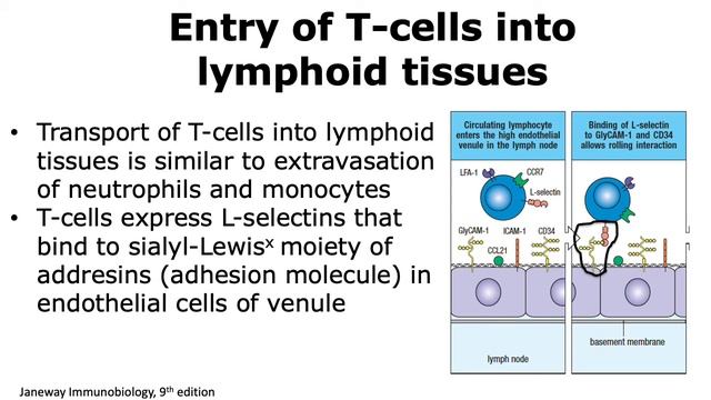 Migration of Naive T-cells to Secondary Lymphoid Organs/Tissues смотреть онлайн